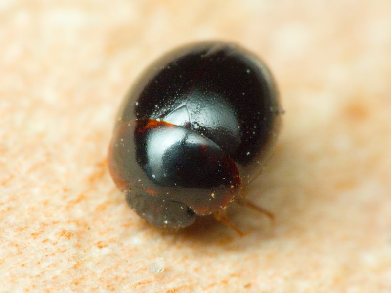 Anisotoma orbicularis (Herbst, 1791)